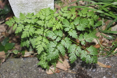 Conium maculatum
