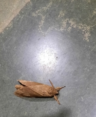 Endoclita