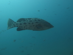 Epinephelus tukula