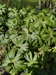 Eranthis