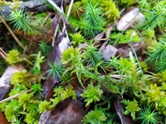 Sphagnum inundatum