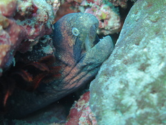 Gymnothorax breedeni