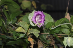 Cobaea scandens