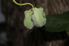 Cobaea scandens