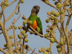 Poicephalus senegalus