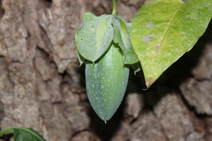 Cobaea scandens
