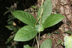 Cobaea scandens