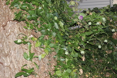 Cobaea scandens