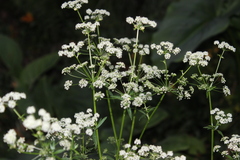 Conium maculatum