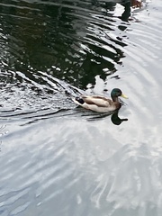 Anas platyrhynchos