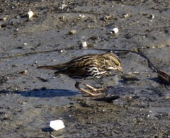 Passerculus sandwichensis beldingi