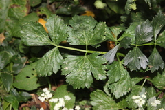 Conium maculatum