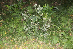 Conium maculatum