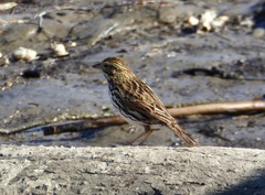 Passerculus sandwichensis beldingi