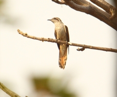 Cacomantis sonneratii