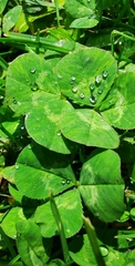 Trifolium repens