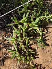 Carpobrotus glaucescens