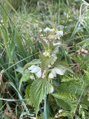 Lamium album