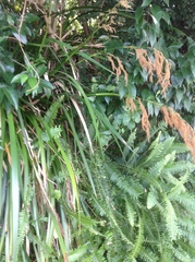 Machaerina sinclairii