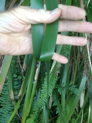 Machaerina sinclairii