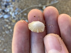 Cellana tramoserica