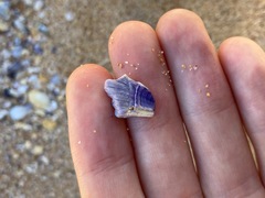 Austrobalanus imperator