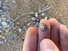 Siphonaria funiculata