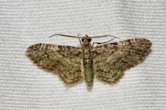 Chloroclystis mniochroa