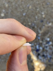 Tugali parmophoidea