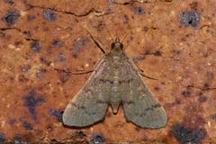 Piletocera macroperalis