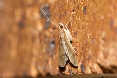 Piletocera macroperalis
