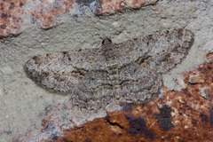 Psilalcis isombra