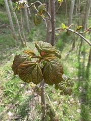 Acer pseudoplatanus
