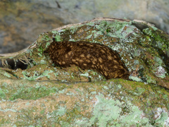 Geomalacus maculosus