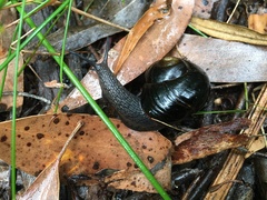 Victaphanta compacta