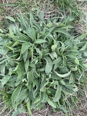 Centaurea nigra