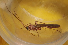 Ophion obscuratus