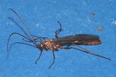Ophion obscuratus
