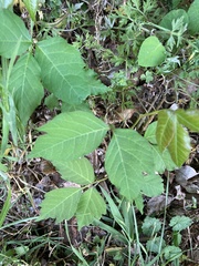 Toxicodendron radicans