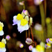 Utricularia bisquamata - Photo (c) Don Loarie, algunos derechos reservados (CC BY)