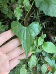 Dioscorea collettii