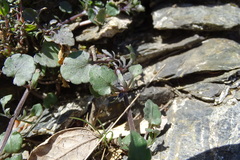 Viola bubanii