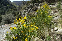 Cytisus oromediterraneus