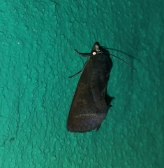 Gonodonta immacula