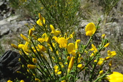 Cytisus oromediterraneus