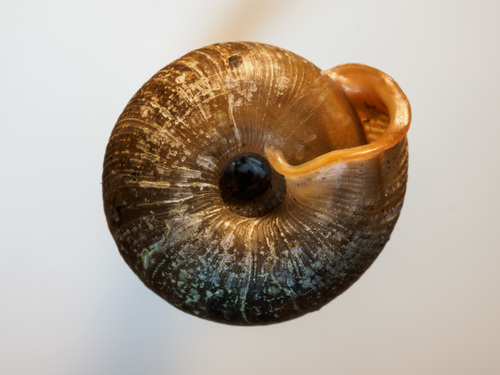 Oestophora barbella