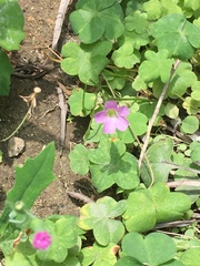 Oxalis