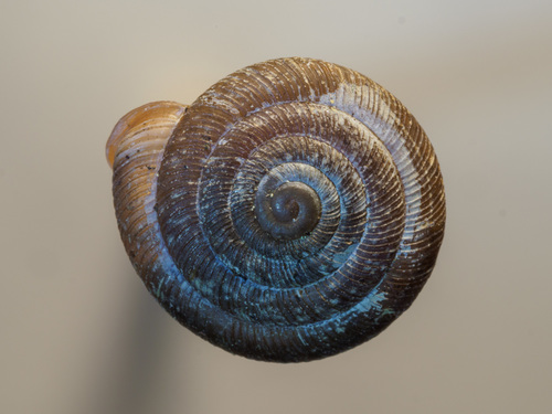 Oestophora barbella