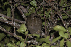 Pseudochirops archeri