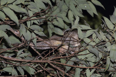 Pseudochirops archeri